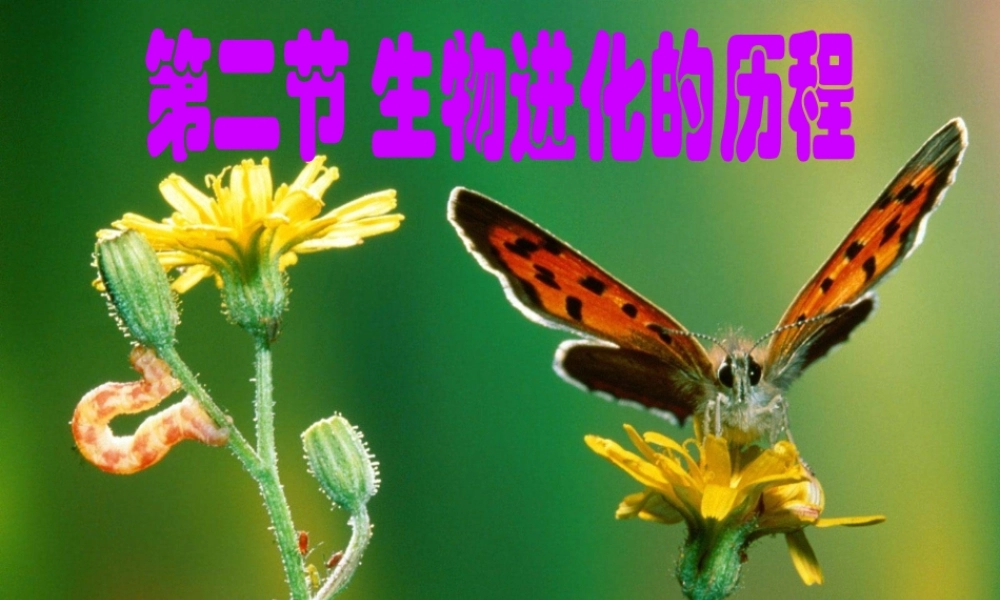 八年级生物下册 5.1.3 生物进化的历程课件1 济南版