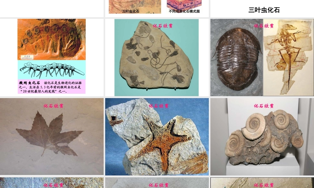 八年级生物下册 5.1.3 生物进化的历程课件1 济南版