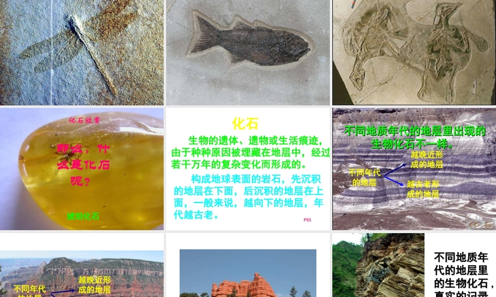 八年级生物下册 5.1.3 生物进化的历程课件1 济南版