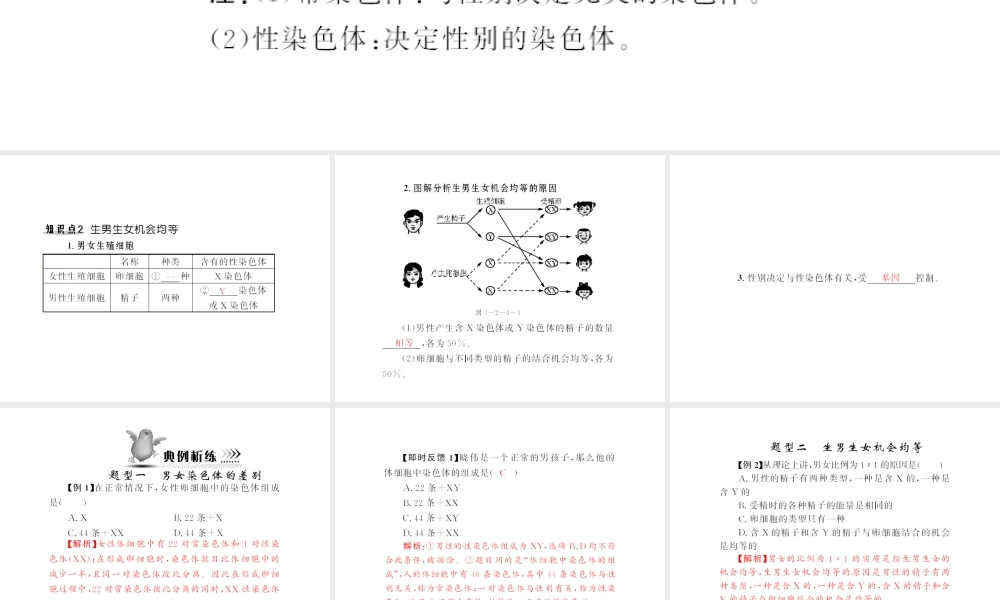 八年级生物下册 7.2.4《人的性别遗传》配套课件 人教新课标版