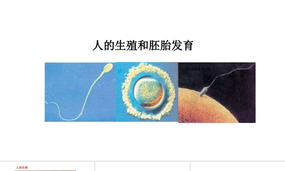 八年级生物下册 6.1.3人的生殖和胚胎发育教学课件 （新版）冀教版-（新版）冀教版初中八年级下册生物课件