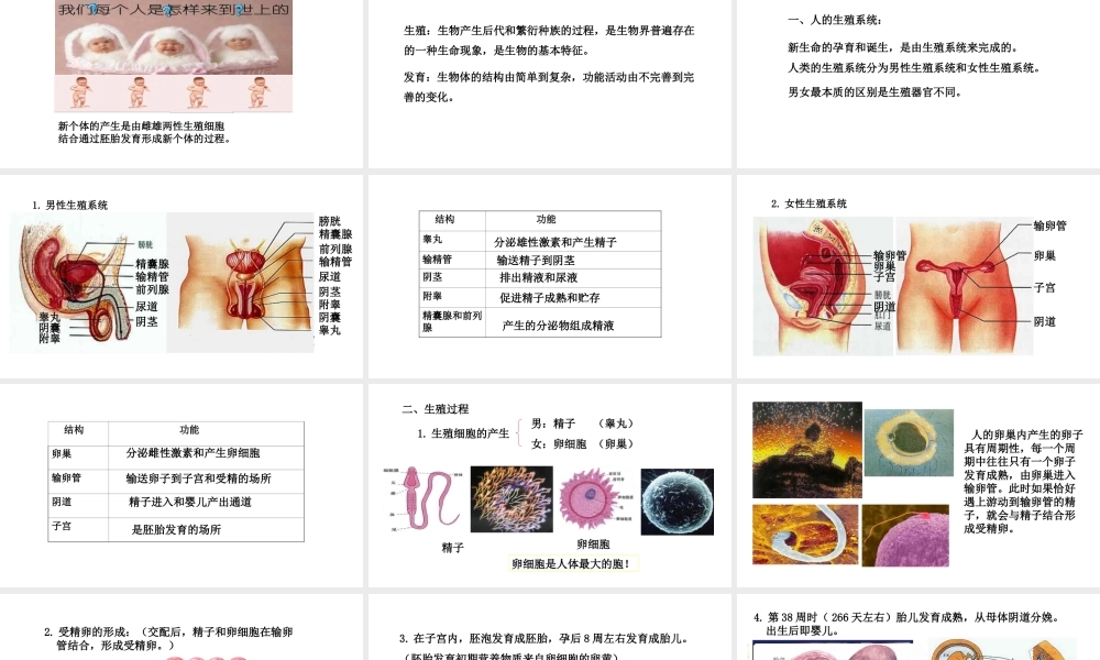 八年级生物下册 6.1.3人的生殖和胚胎发育教学课件 （新版）冀教版-（新版）冀教版初中八年级下册生物课件