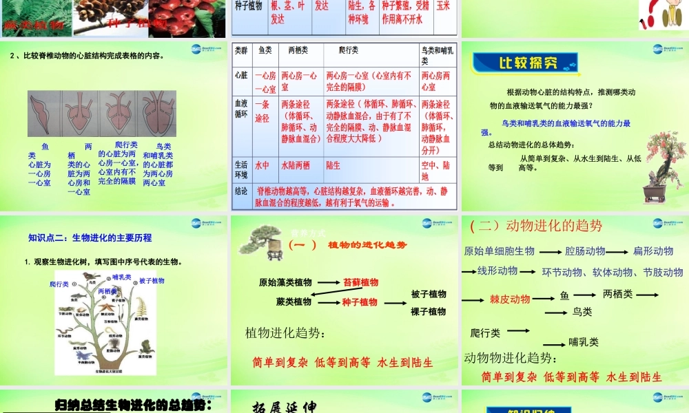 八年级生物下册 5.1.3 生物进化的历程课件2 济南版