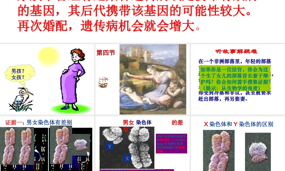 八年级生物下册 7.2.4人的性别遗传公开课教学课件 （新版）新人教版-（新版）新人教版初中八年级下册生物课件