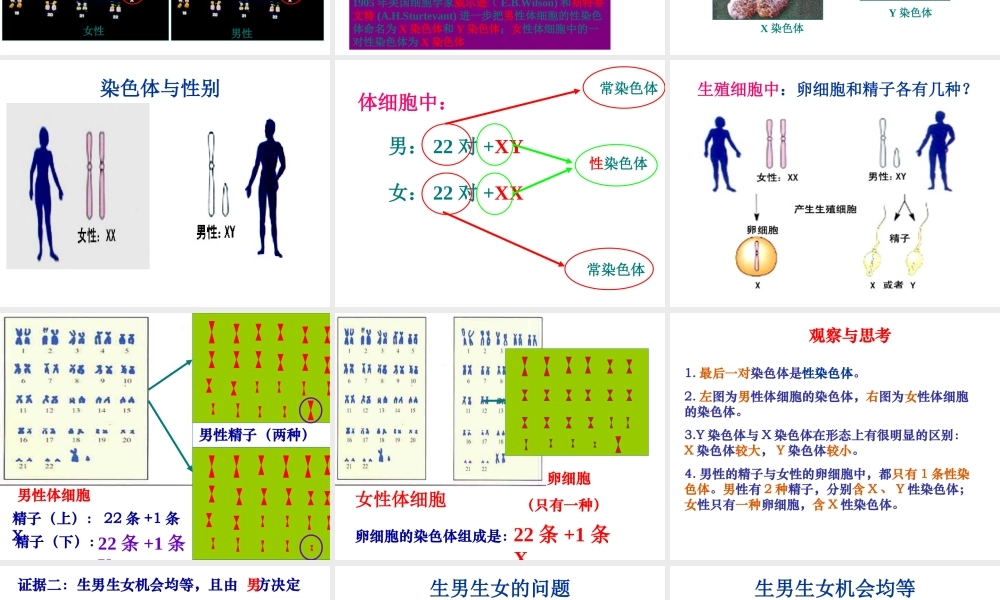 八年级生物下册 7.2.4人的性别遗传公开课教学课件 （新版）新人教版-（新版）新人教版初中八年级下册生物课件