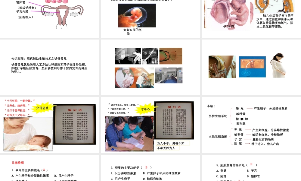 八年级生物下册 6.1.3人的生殖和胚胎发育教学课件 （新版）冀教版-（新版）冀教级下册生物课件