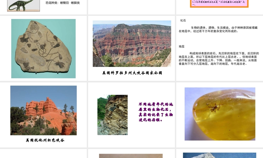 八年级生物下册 5.1.3《生物进化的历程》课件 济南版