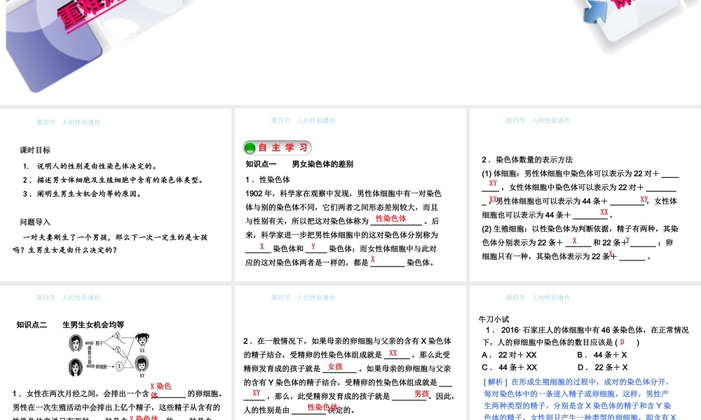 八年级生物下册 7.2.4人的性别遗传课件 （新版）新人教版-（新版）新人教级下册生物课件
