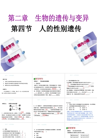 八年级生物下册 7.2.4人的性别遗传课件 （新版）新人教版-（新版）新人教级下册生物课件