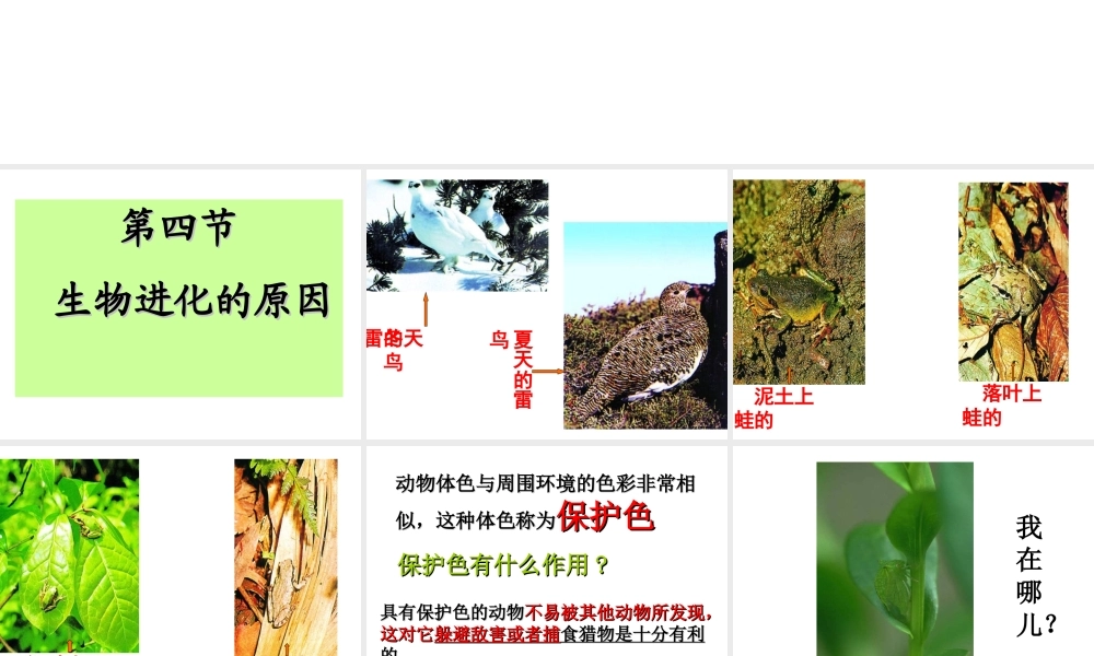 八年级生物下册 5.1.4 生物进化的原因课件 （新版）济南版-（新版）济南级下册生物课件