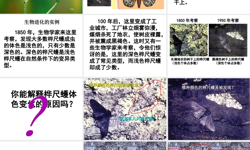 八年级生物下册 5.1.4 生物进化的原因课件 济南版