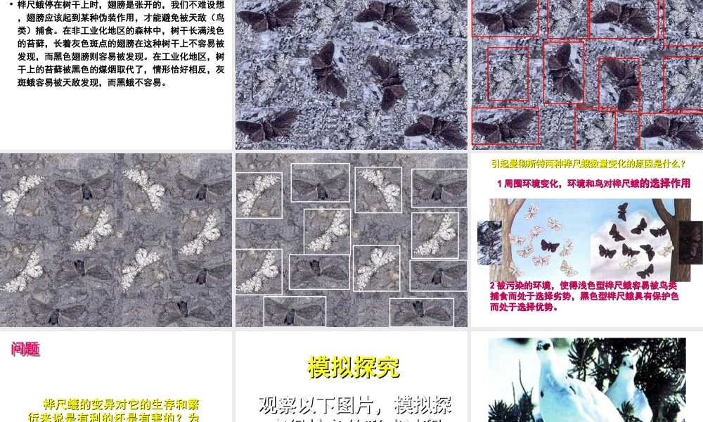 八年级生物下册 5.1.4 生物进化的原因课件 济南版