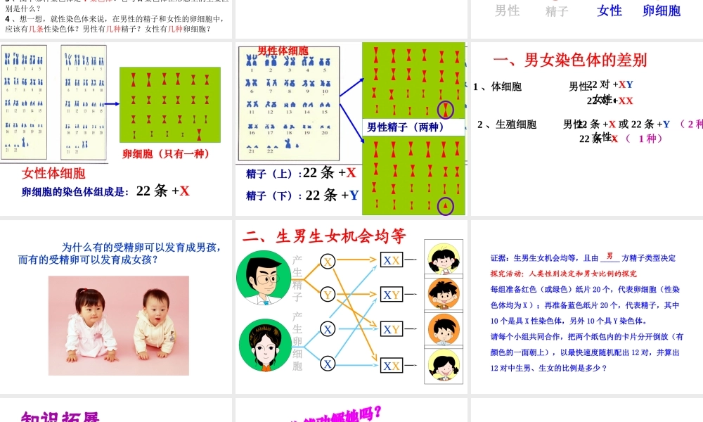 八年级生物下册 7.2.4人的性别遗传课件1 （新版）新人教版-（新版）新人教级下册生物课件