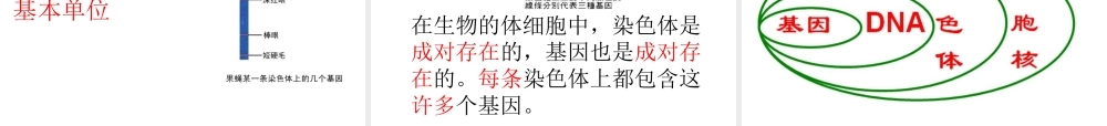 八年级生物下册 7.2 生物的遗传和变异课件 新人教版-新人教级下册生物课件