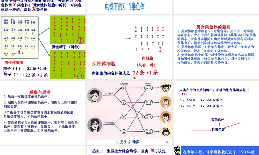 八年级生物下册 7.2.4人的性别遗传课件2 （新版）新人教版-（新版）新人教版初中八年级下册生物课件