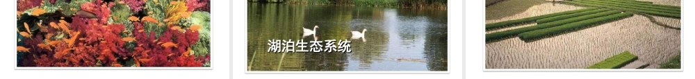 八年级生物下册 6.2 认识生物的多样性课件 （新版）新人教版-（新版）新人教版初中八年级下册生物课件