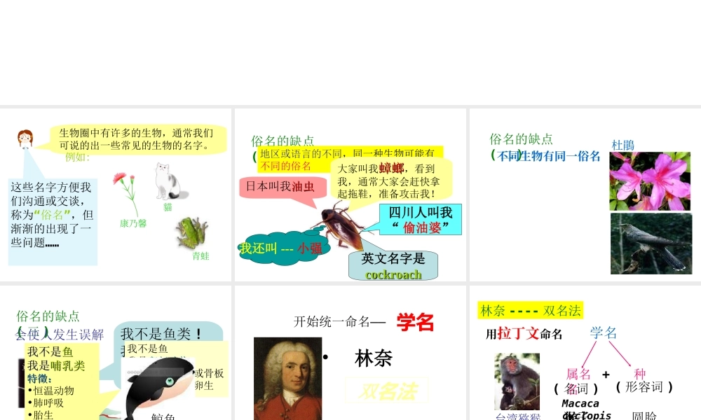 八年级生物下册 14.1 生物的分类和命名课件1 北京课改版