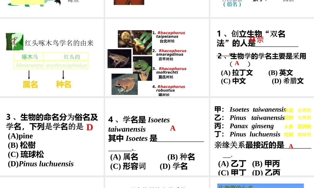八年级生物下册 14.1 生物的分类和命名课件1 北京课改版