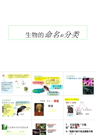 八年级生物下册 14.1 生物的分类和命名课件1 北京课改版