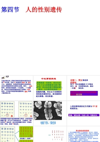 八年级生物下册 7.2.4人的性别遗传课件2 （新版）新人教版-（新版）新人教级下册生物课件