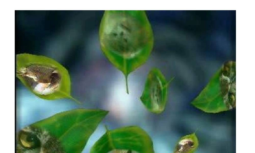 八年级生物下册 14.1 生物的分类和命名课件2 北京课改版