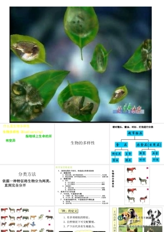 八年级生物下册 14.1 生物的分类和命名课件2 北京课改版