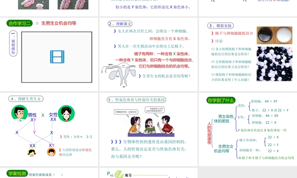 八年级生物下册 7.2.4人的性别遗传课件3 （新版）新人教版-（新版）新人教版初中八年级下册生物课件