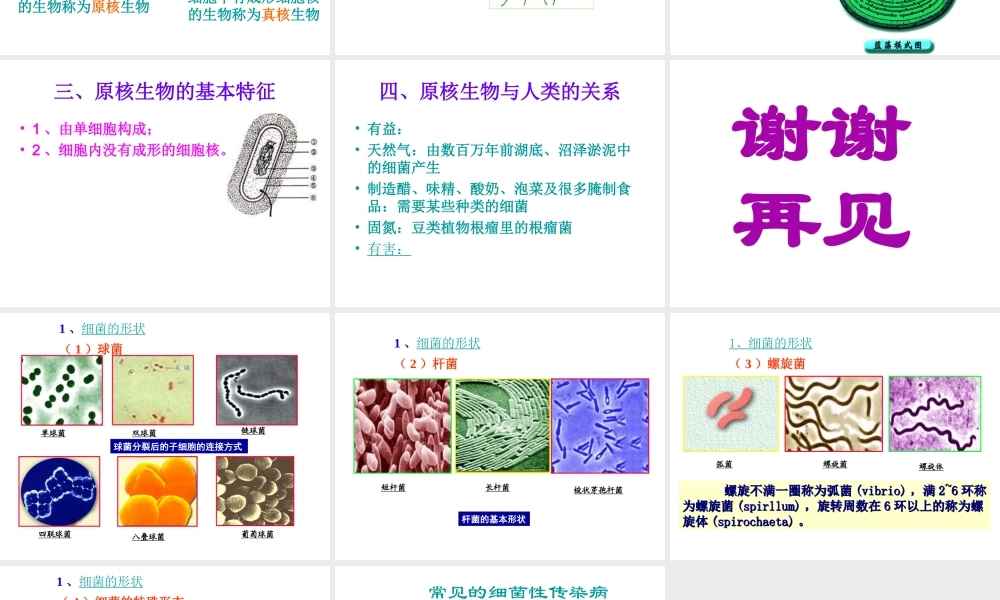八年级生物下册 14.3 原核生物界课件2 北京课改版