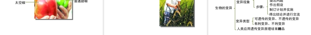 八年级生物下册 7.2.5 生物的变异教学课件 （新版）新人教版-（新版）新人教版初中八年级下册生物课件