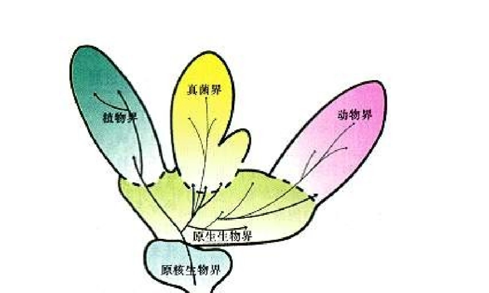 八年级生物下册 14.4 原生生物界课件1 北京课改版