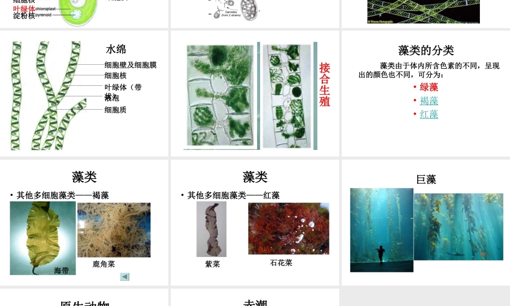 八年级生物下册 14.4 原生生物界课件1 北京课改版