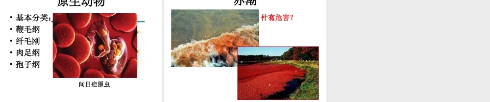 八年级生物下册 14.4 原生生物界课件1 北京课改版