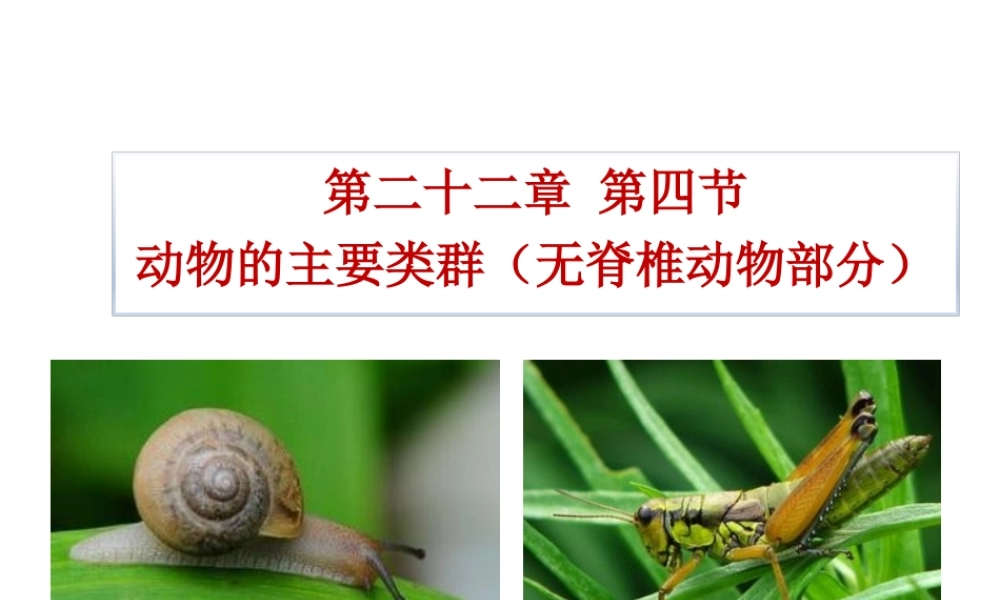 八年级生物下册 22.4《动物的主要类群》课件2 （新版）北师大版-（新版）北师大版初中八年级下册生物课件