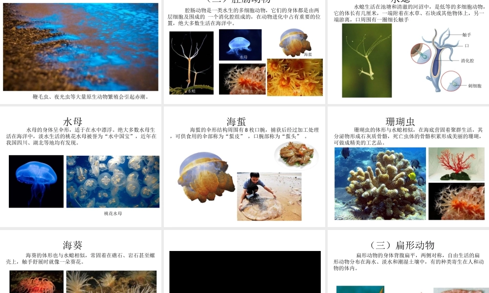 八年级生物下册 22.4《动物的主要类群》课件2 （新版）北师大版-（新版）北师大版初中八年级下册生物课件