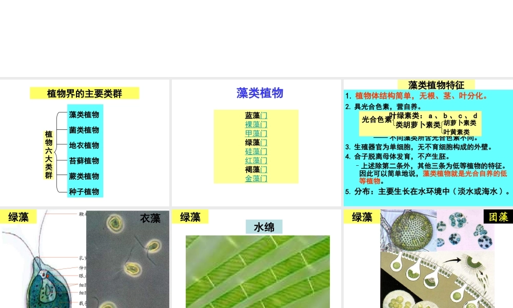 八年级生物下册 14.6 植物界课件 北京课改版