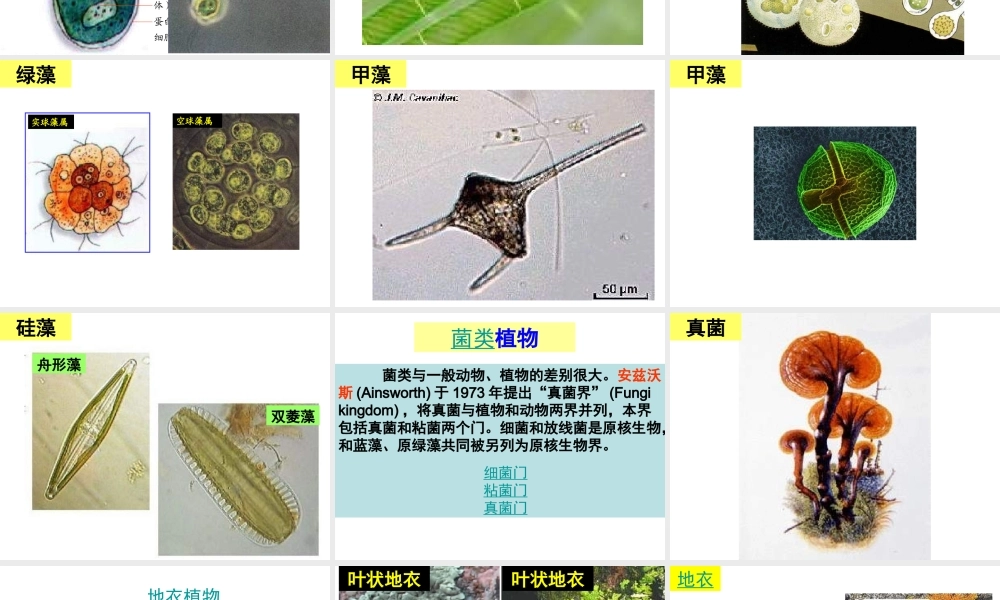 八年级生物下册 14.6 植物界课件 北京课改版