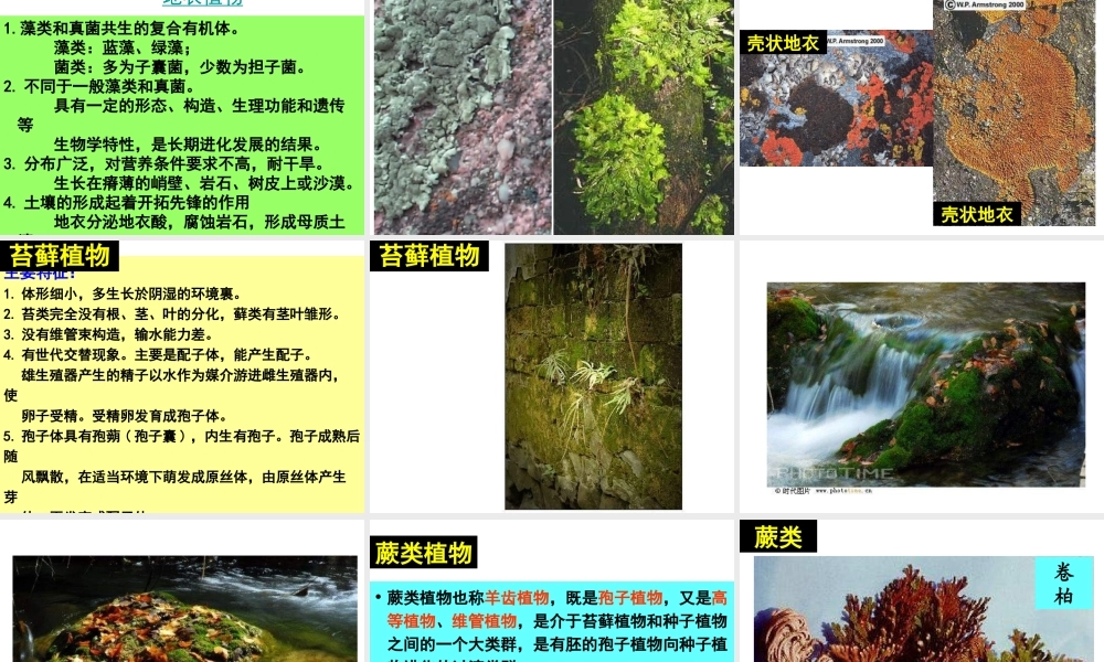 八年级生物下册 14.6 植物界课件 北京课改版