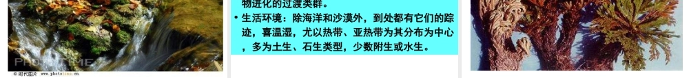八年级生物下册 14.6 植物界课件 北京课改版