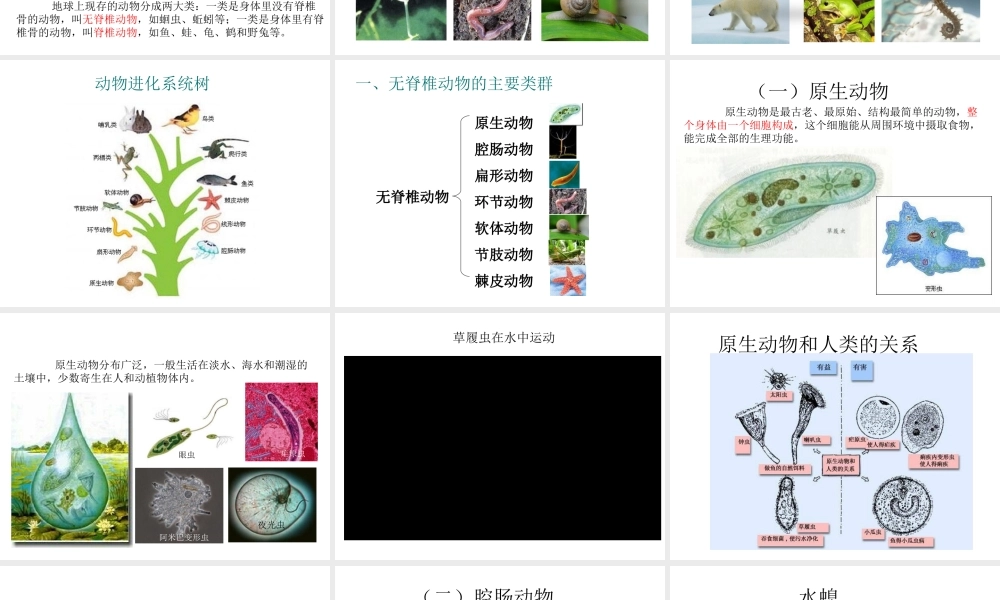 八年级生物下册 22.4《动物的主要类群》课件2 （新版）北师大版-（新版）北师大级下册生物课件