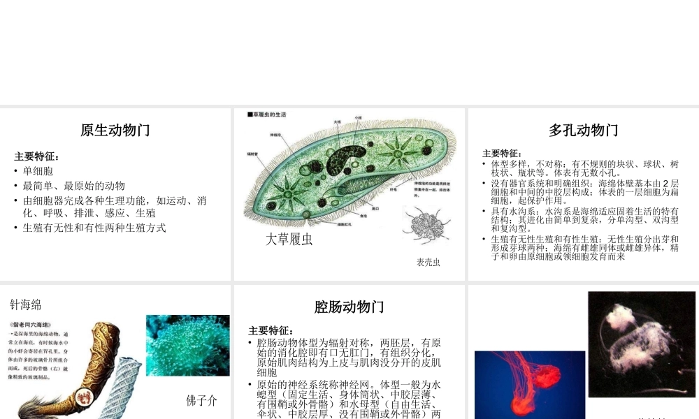 八年级生物下册 14.7 动物界课件1 北京课改版