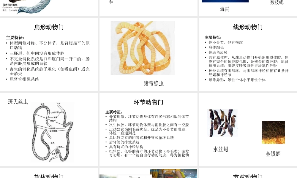 八年级生物下册 14.7 动物界课件1 北京课改版