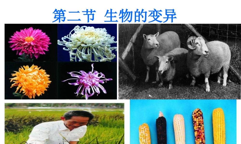 八年级生物下册 6.2.2 变异课件 冀教版-冀教版初中八年级下册生物课件