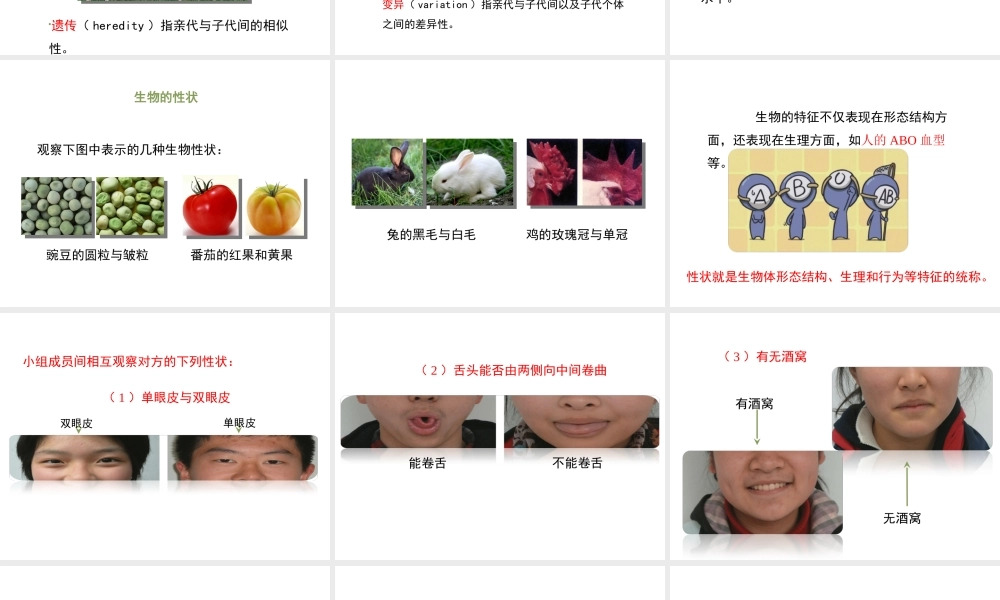 八年级生物下册 7.2.1 基因控制生物的性状（第1课时）教学课件 （新版）新人教版-（新版）新人教版初中八年级下册生物课件