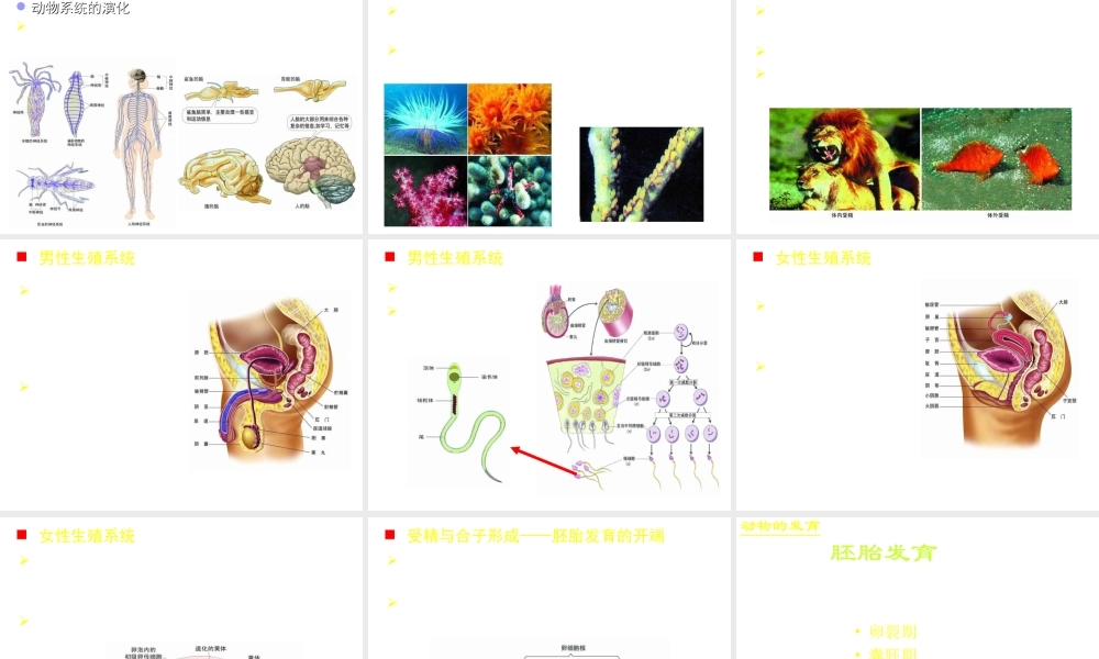 八年级生物下册 14.7 动物界课件2 北京课改版
