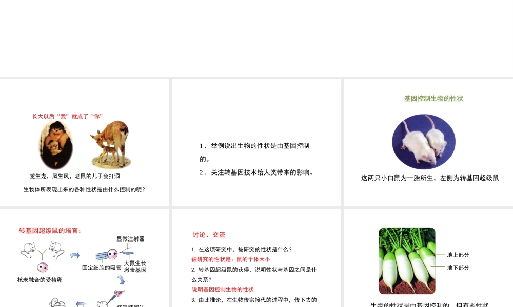 八年级生物下册 7.2.1 基因控制生物的性状（第2课时）教学课件 （新版）新人教版-（新版）新人教版初中八年级下册生物课件