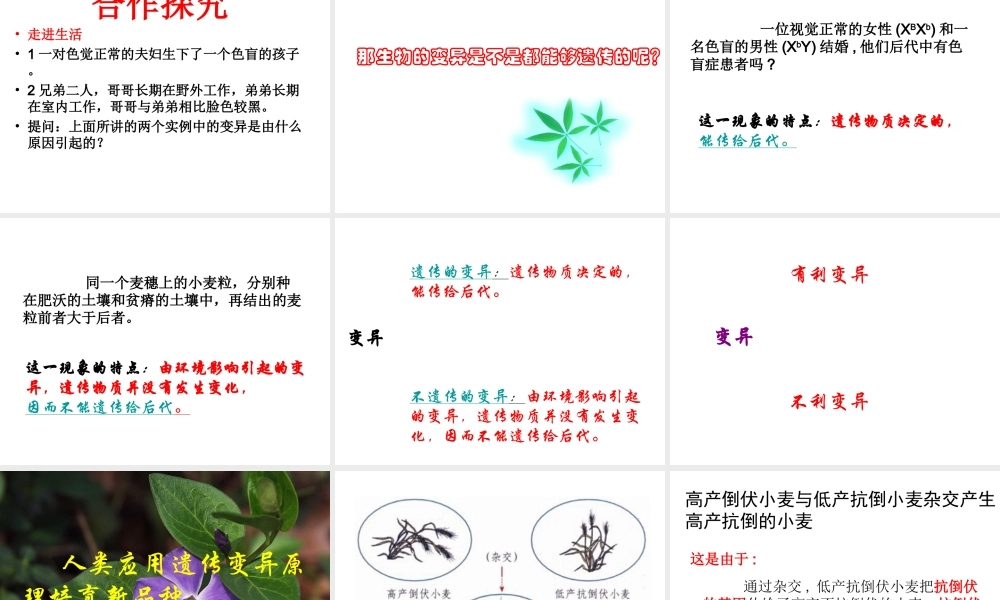 八年级生物下册 22.5 生物的变异课件 （新版）苏教版-（新版）苏教版初中八年级下册生物课件