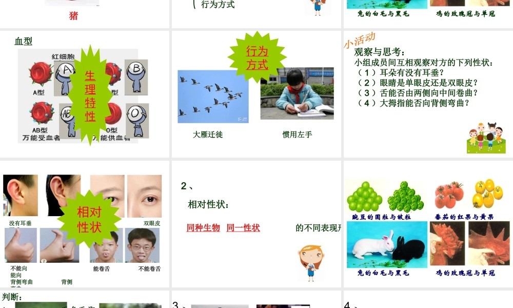 八年级生物下册 7.2.1 基因控制生物的性状教学课件 （新版）新人教版-（新版）新人教版初中八年级下册生物课件