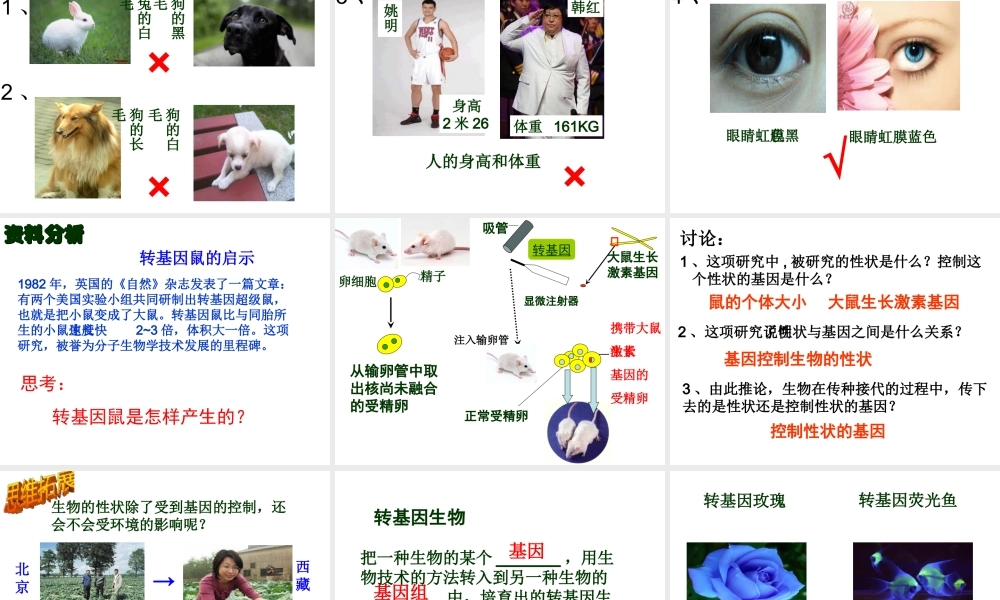 八年级生物下册 7.2.1 基因控制生物的性状教学课件 （新版）新人教版-（新版）新人教版初中八年级下册生物课件