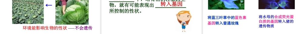 八年级生物下册 7.2.1 基因控制生物的性状教学课件 （新版）新人教版-（新版）新人教版初中八年级下册生物课件