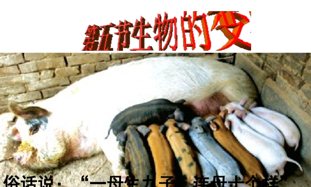 八年级生物下册 7.2.5 生物的变异课件2 （新版）新人教版